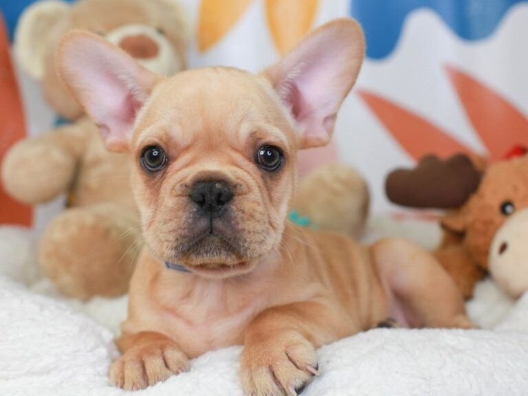 French Bulldog