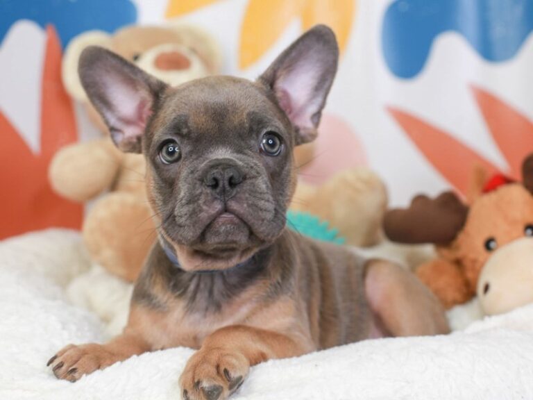 French Bulldog