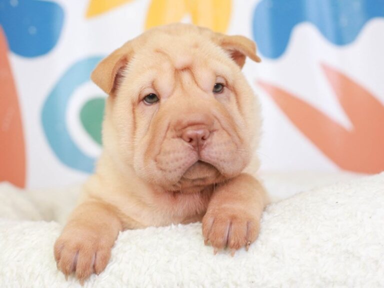 Mini Shar Pei