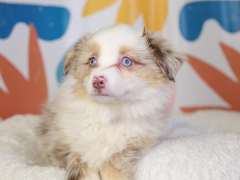 Mini Aussie
