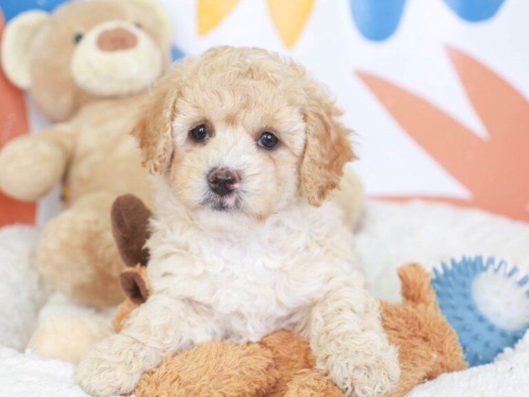 Mini Labradoodle