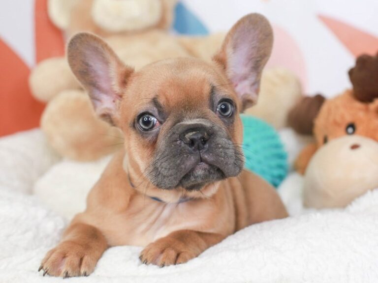 French Bulldog