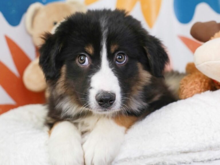 Australian Shepherd
