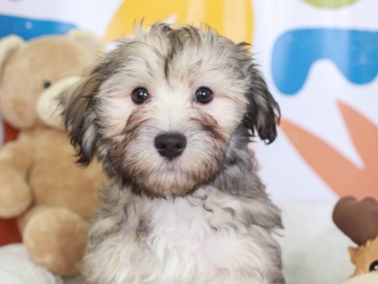 Havanese