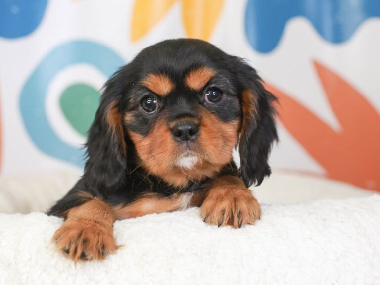 Cavalier King Charles