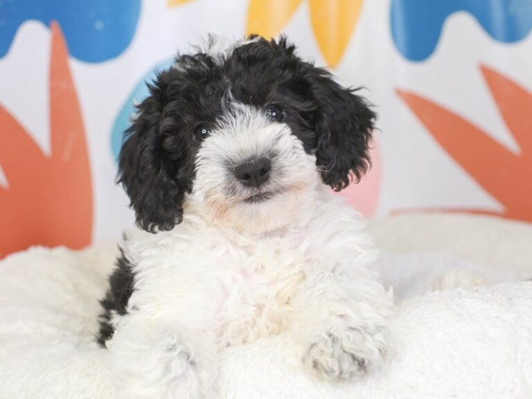 Mini Sheepadoodle