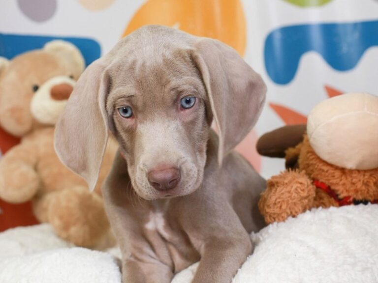 Weimaraner