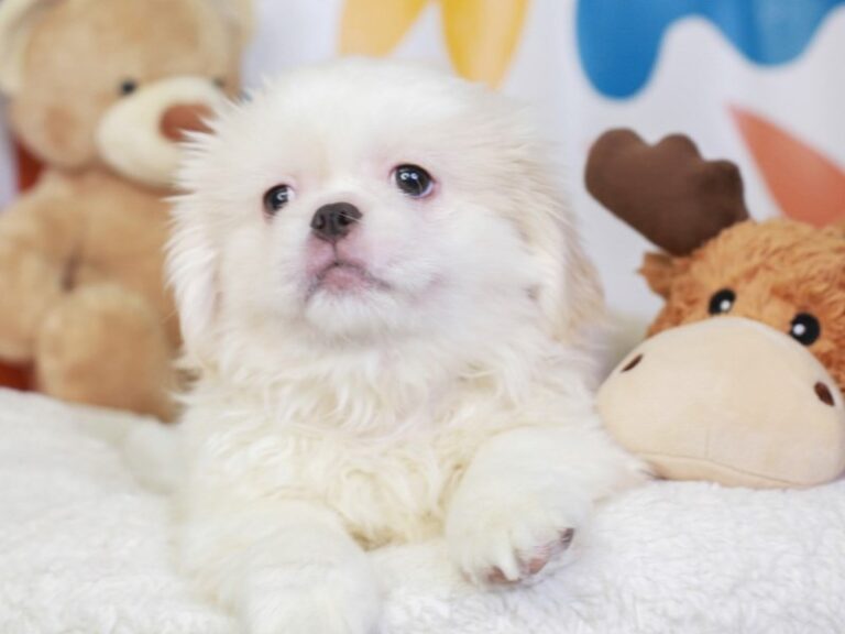Pekingese
