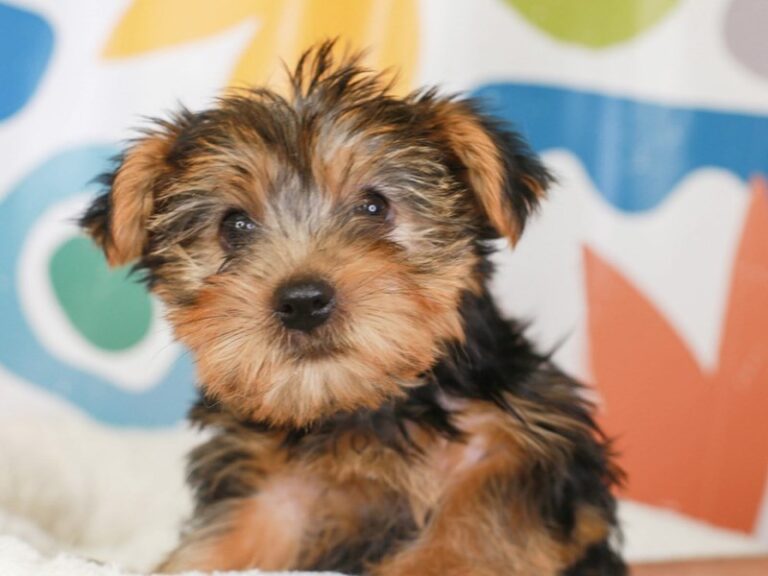 Yorkshire Terrier