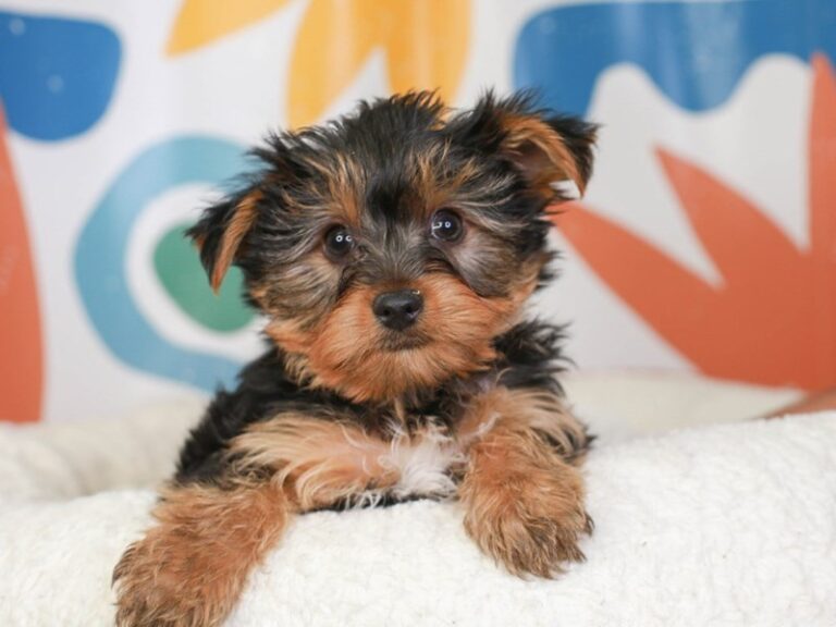 Yorkshire Terrier
