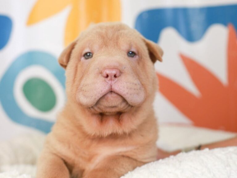 Mini Shar Pei