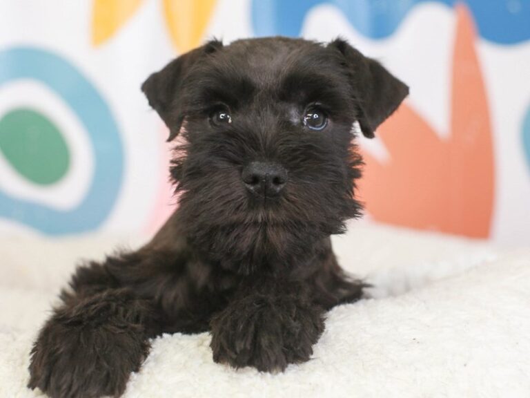 Mini Schnauzer