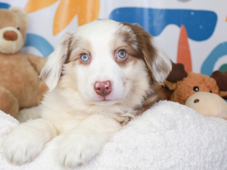 Australian Shepherd