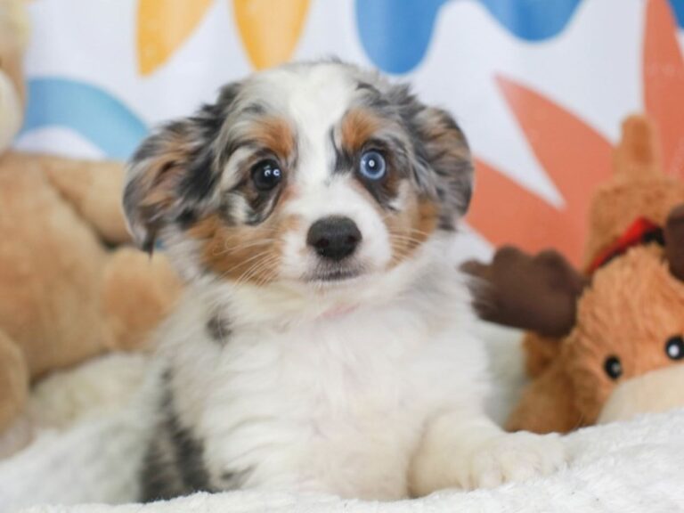 Mini Aussie