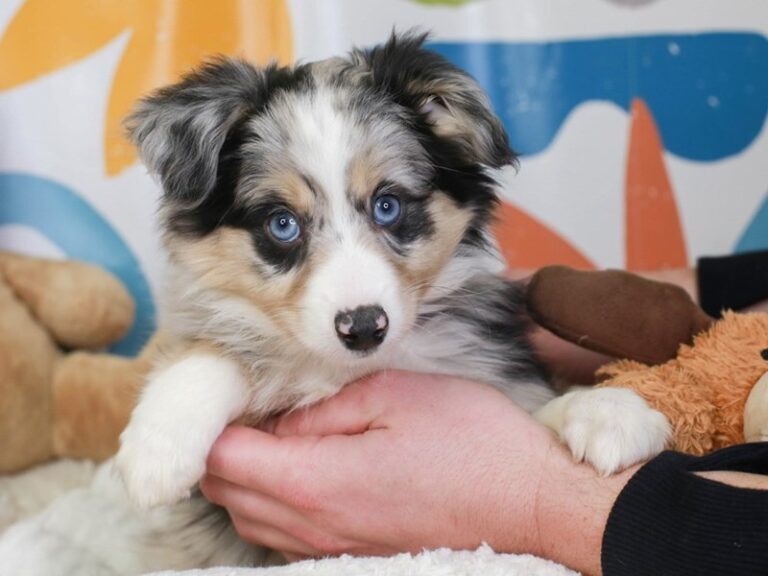 Mini Aussie