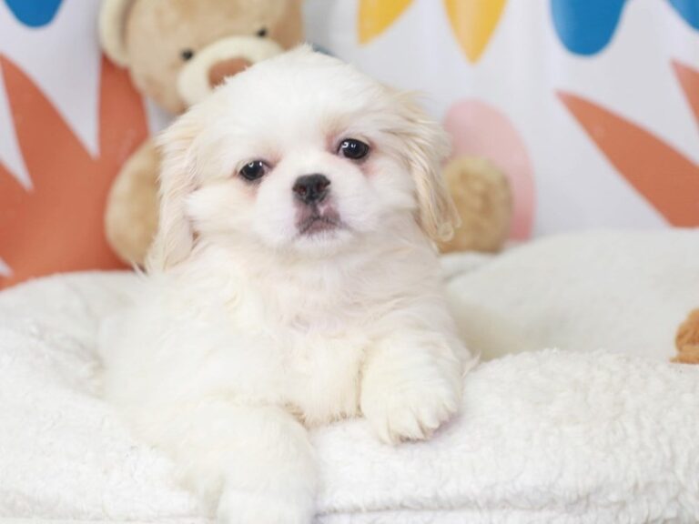 Pekingese
