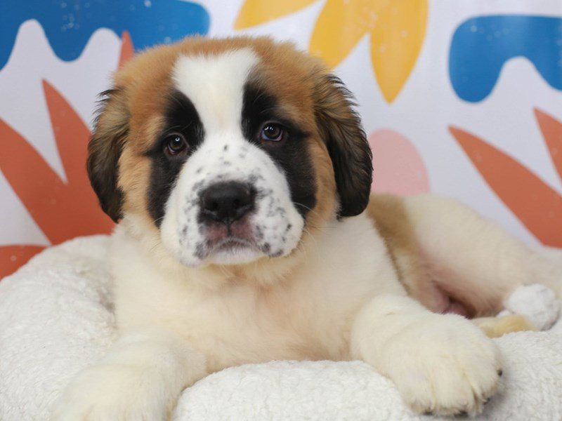 Saint Bernard-Male-BROWN-3454789-Animal Kingdom | Puppies N Love