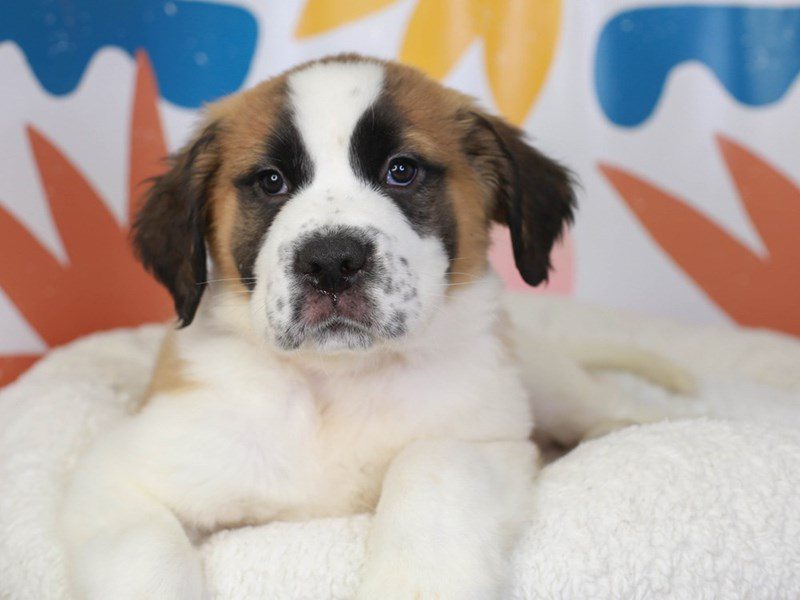 Saint Bernard-Male-BROWN-3454787-Animal Kingdom | Puppies N Love