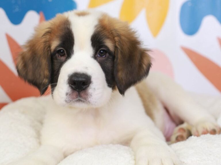 Saint Bernard
