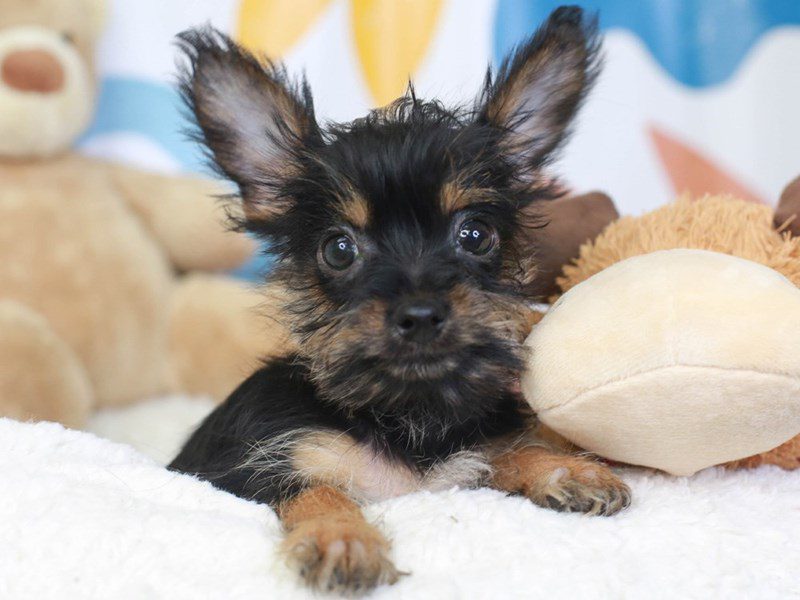 Chorkie-Male-BLACK / TAN-3454888-Animal Kingdom | Puppies N Love