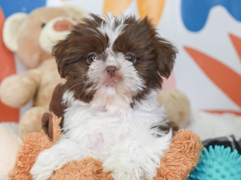 Shih Tzu
