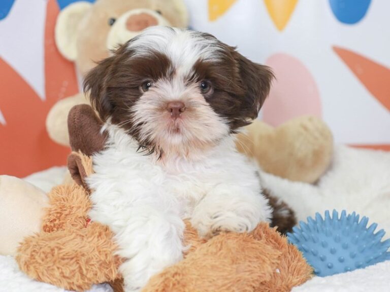 Shih Tzu
