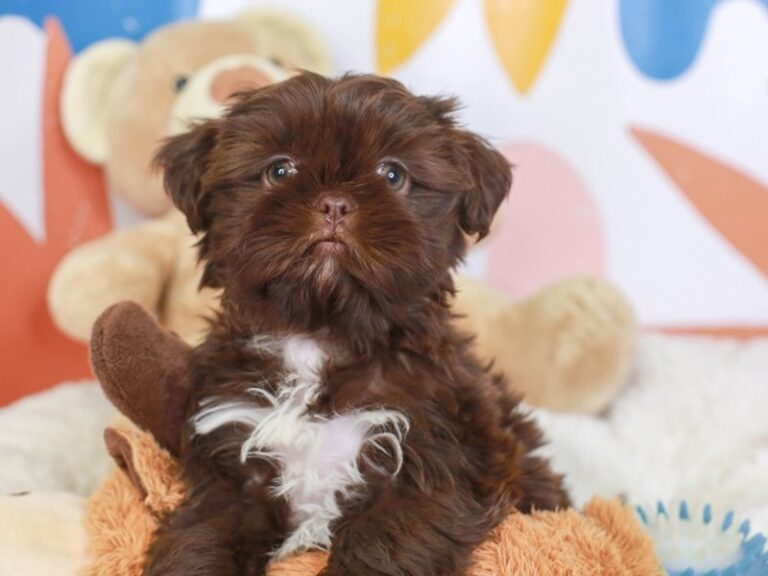 Shih Tzu
