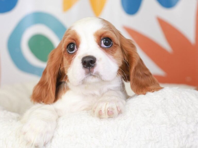 Cavalier King Charles