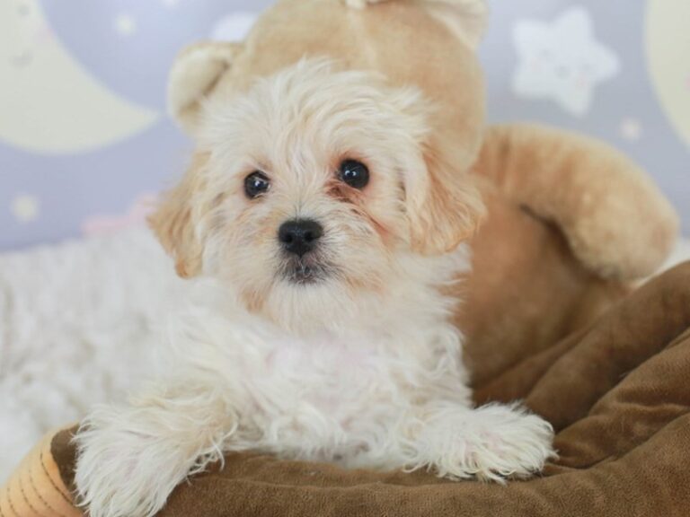 Yorkie Poo