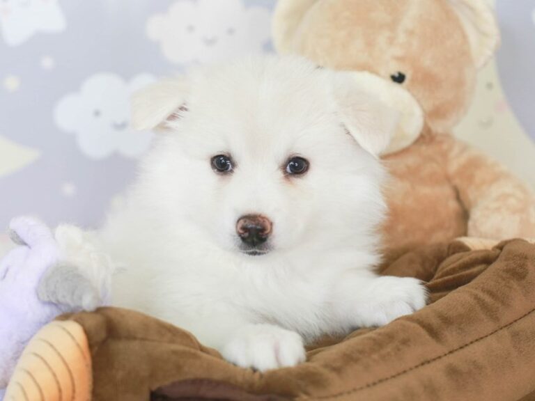 American Eskimo