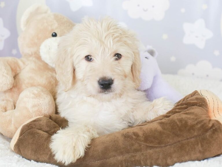 Goldendoodle