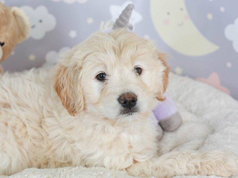 Mini Goldendoodle