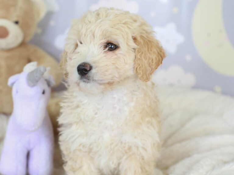 Mini Goldendoodle