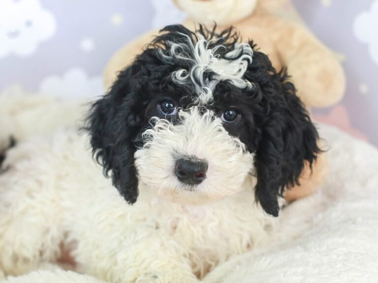 Mini Sheepadoodle