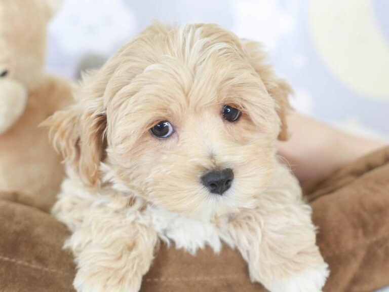 Lhasa Poo