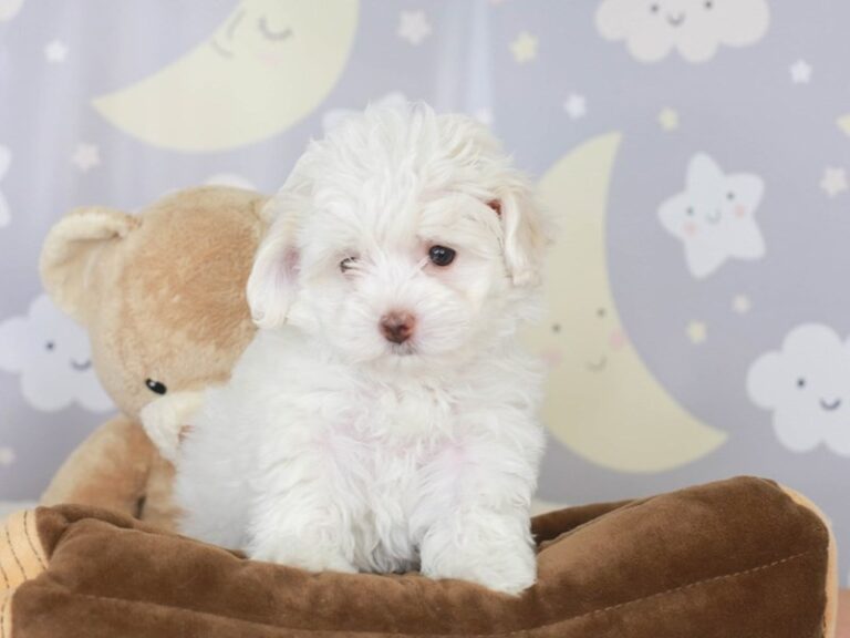 Maltipoo