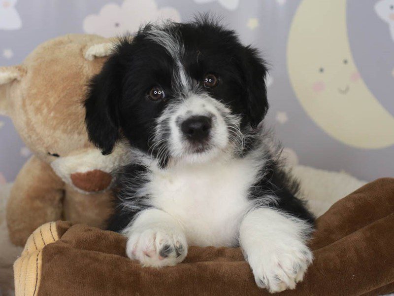 Corgi Poo-Male-BLK / WHI-3464652-Animal Kingdom | Puppies N Love