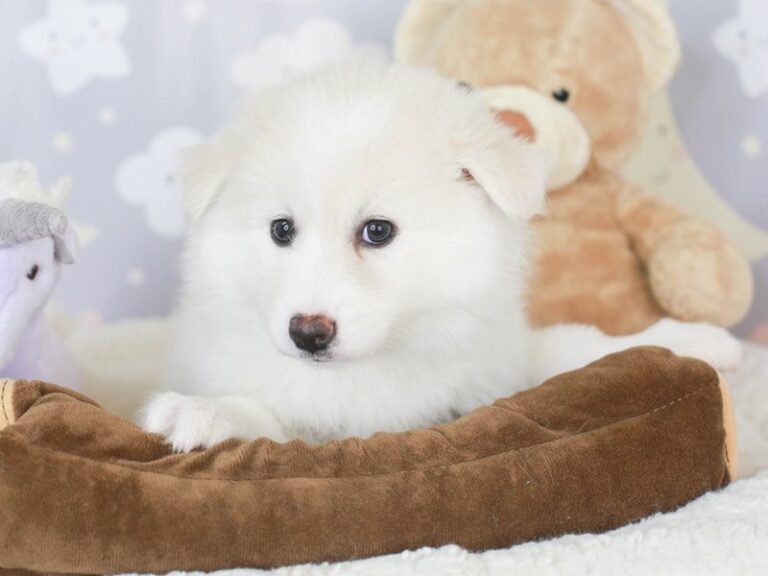 American Eskimo