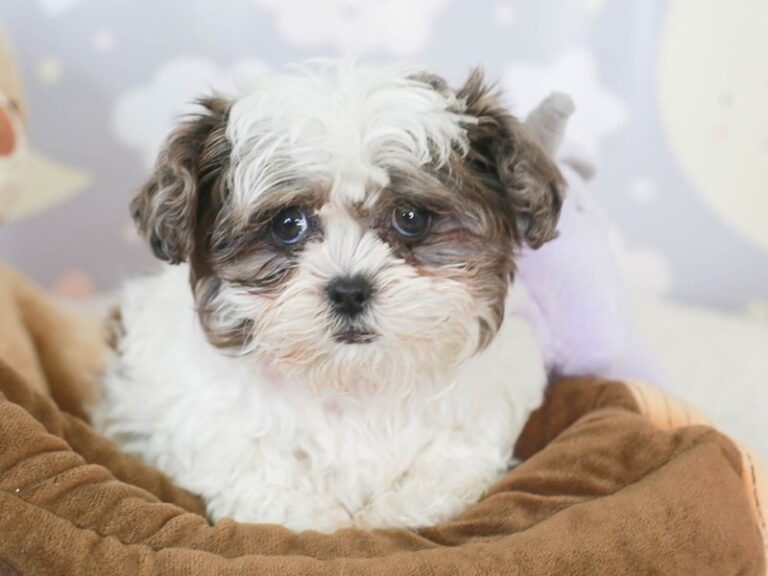 Shih Poo