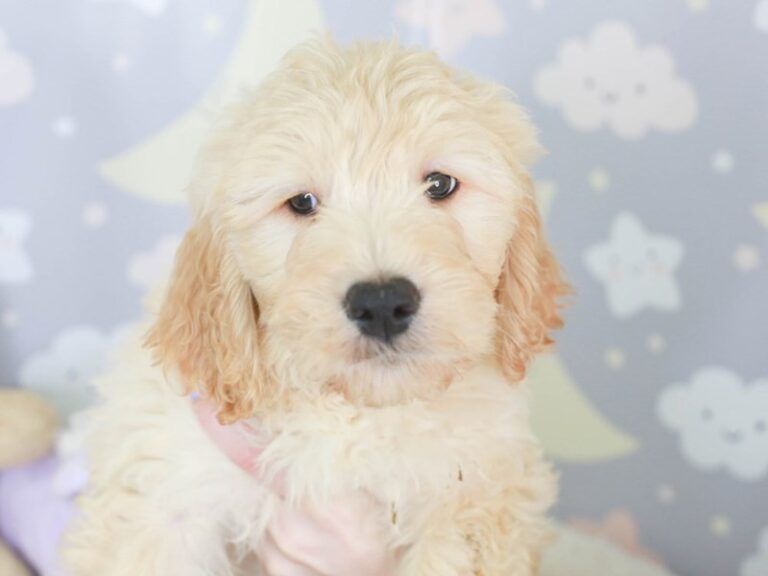 Goldendoodle