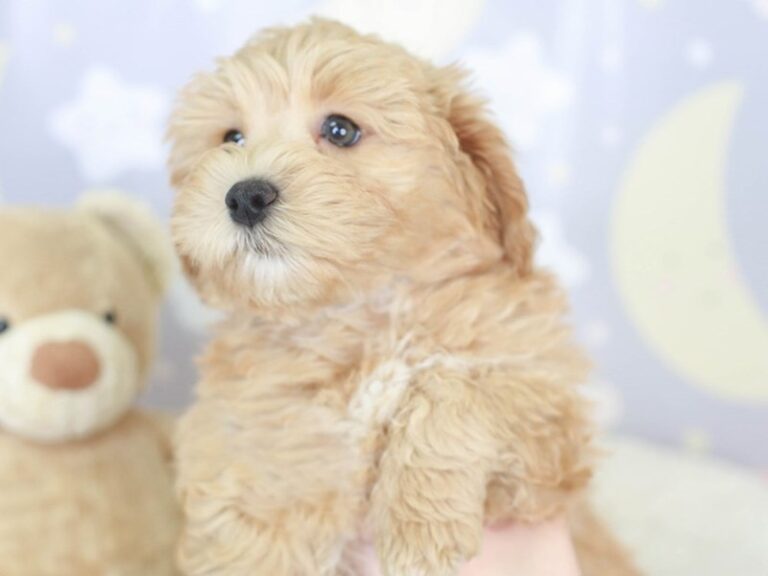 Lhasa Poo