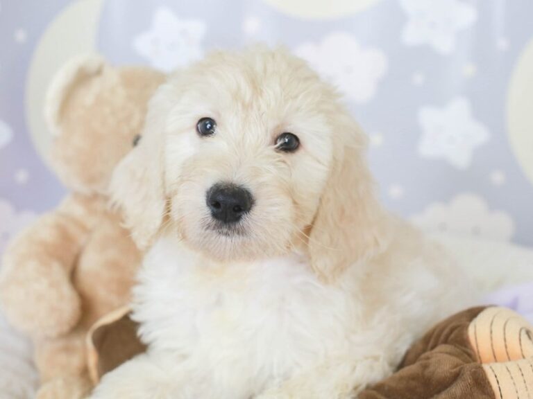 Goldendoodle