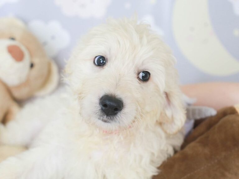 Goldendoodle