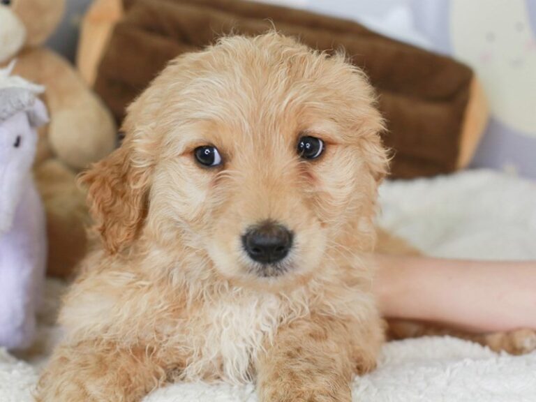 Mini Goldendoodle