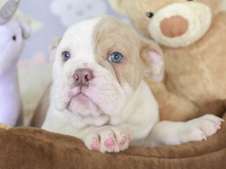 English Bulldog