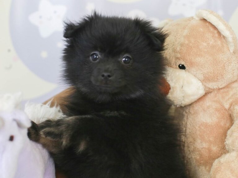 Pomeranian