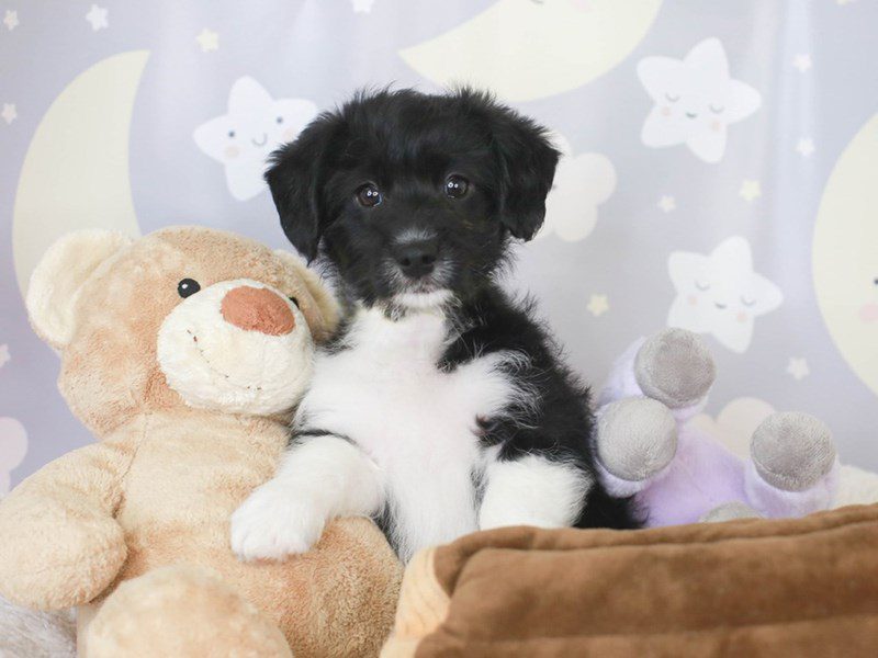 Corgi Poo-Male-BLK BRW WHI-3464651-Animal Kingdom | Puppies N Love