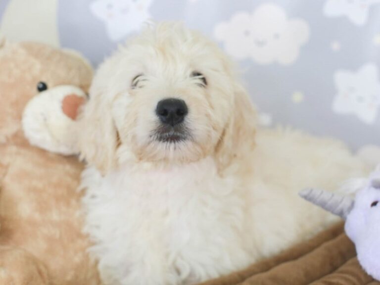 Goldendoodle