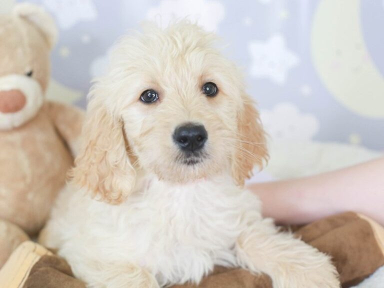 Goldendoodle
