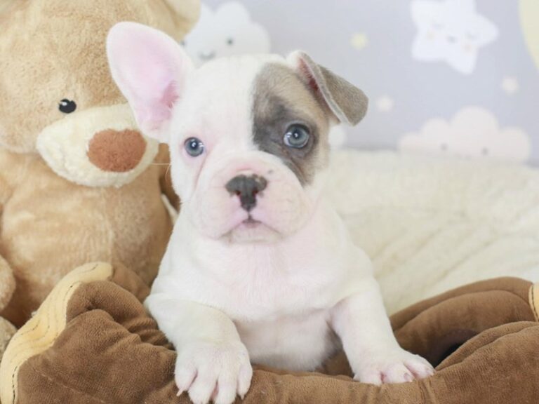 French Bulldog